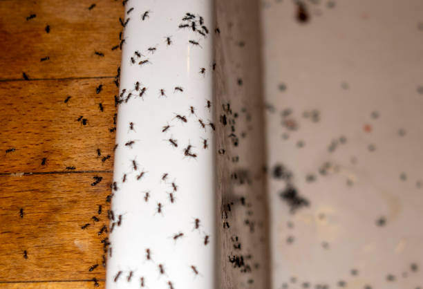 Best Local Pest Control Services  in China Grove, NC