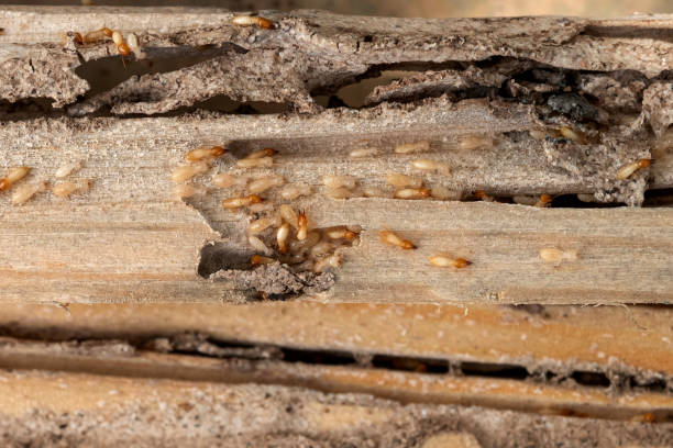 Professional Pest Control in China Grove, NC
